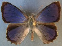 Ogyris abrota - Adult